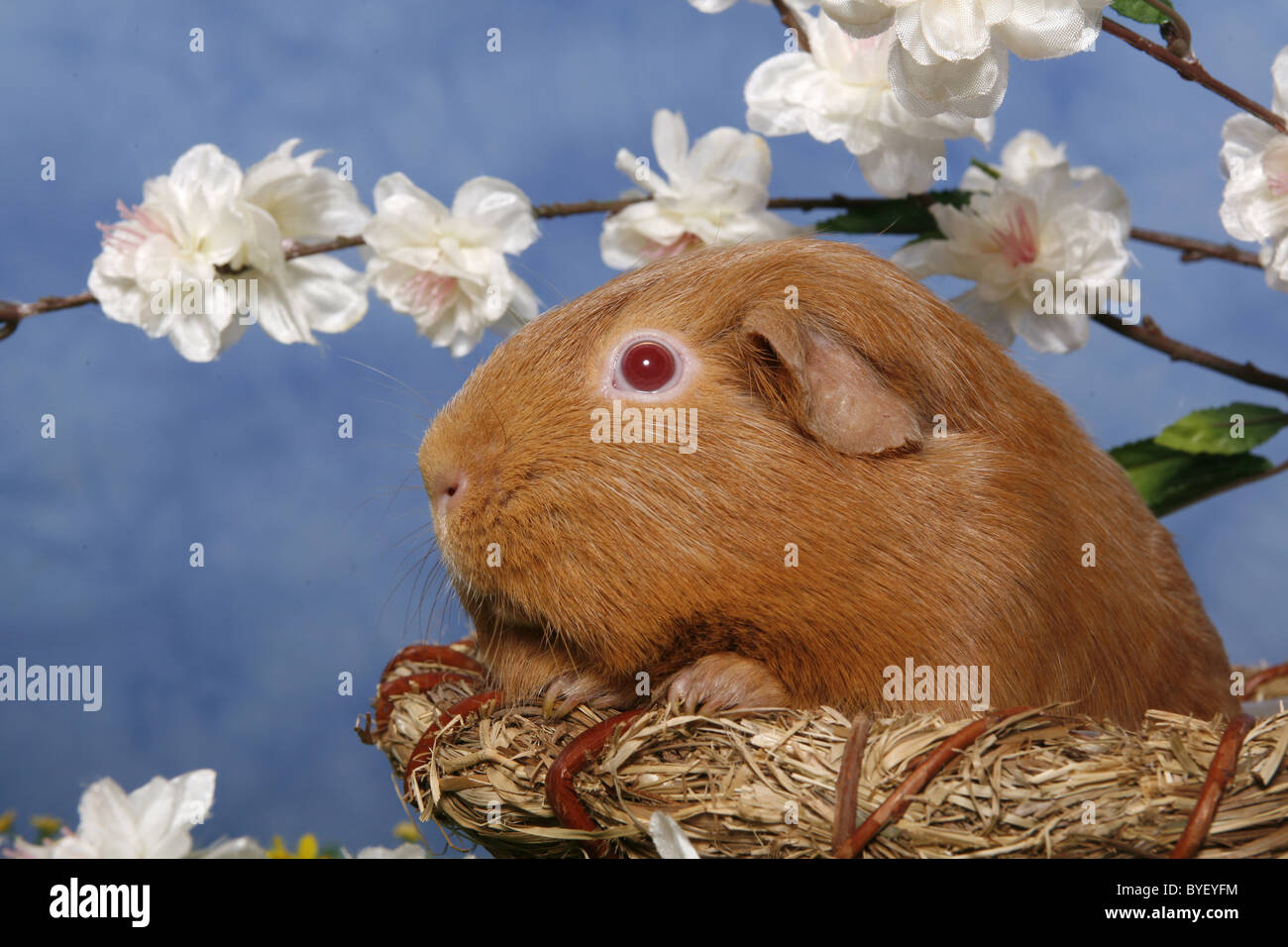 Meerschweinchen / guinea pig Stock Photo