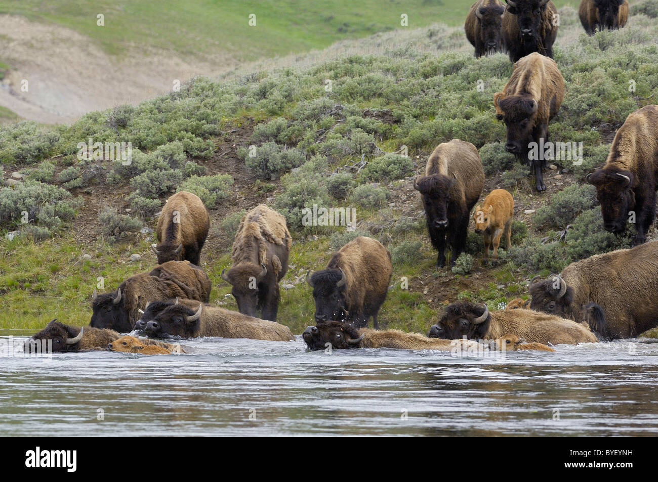 A herd of buffalo going into the Yellowstone River. Stock Photo