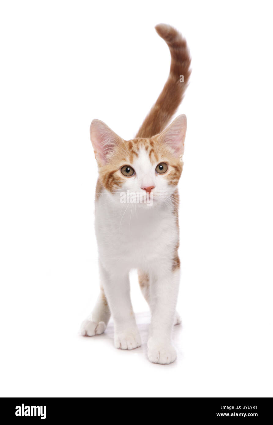 Ginger and White Cat Standing Studio Stock Photo - Alamy