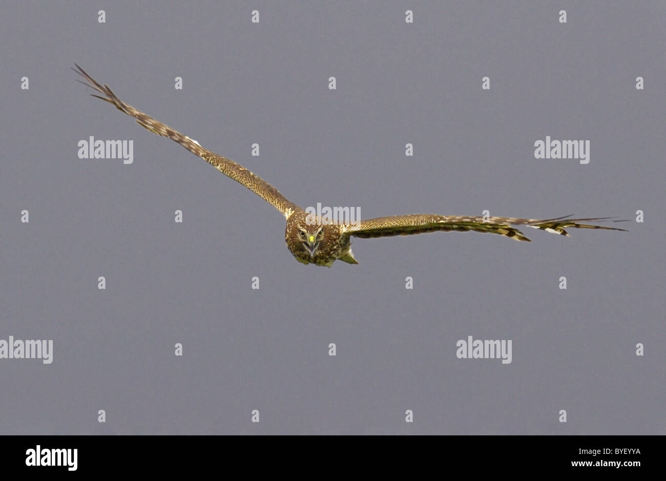 Northern Harrier flying into the camera. Stock Photo