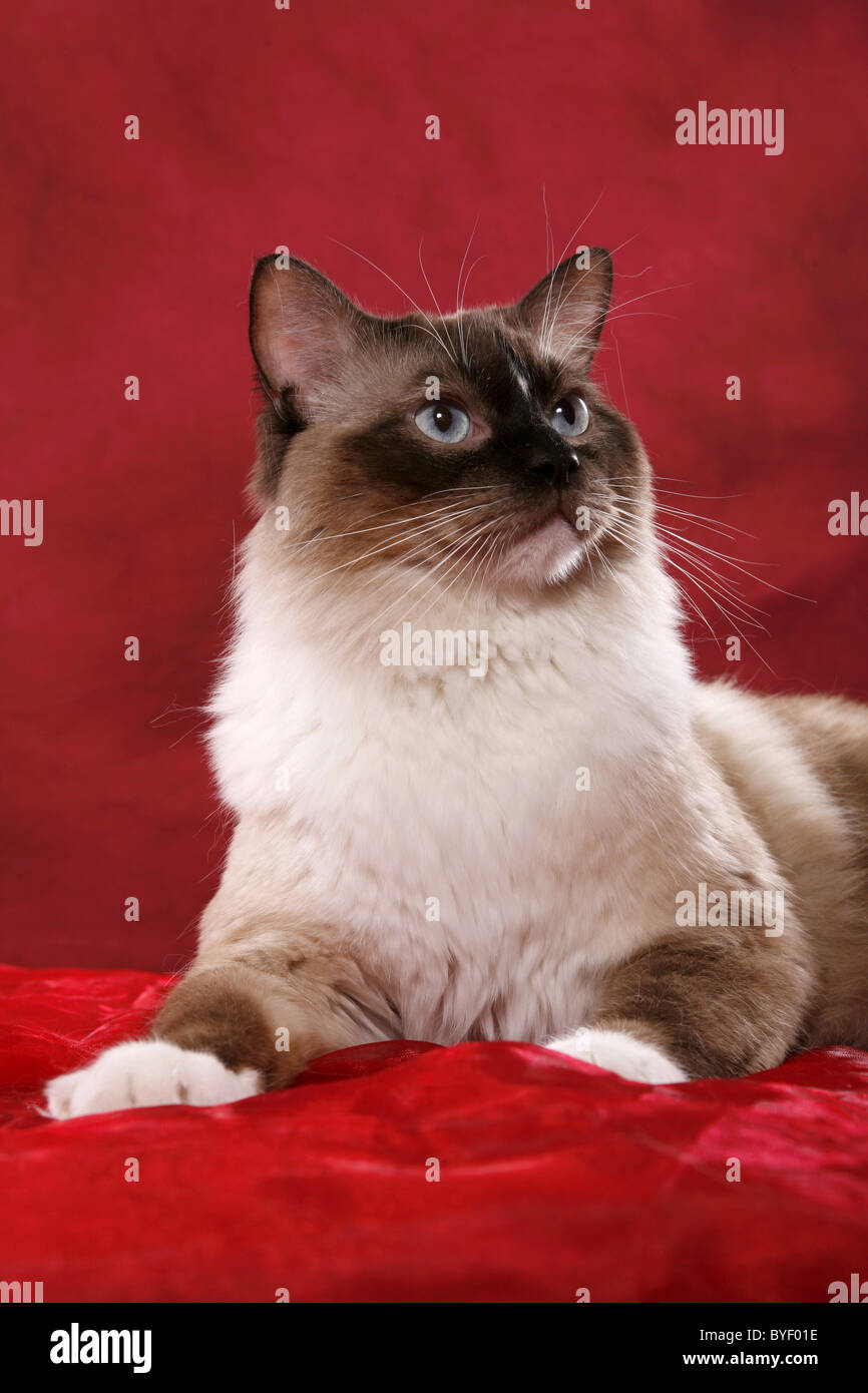Red Point Bicolor Ragdoll