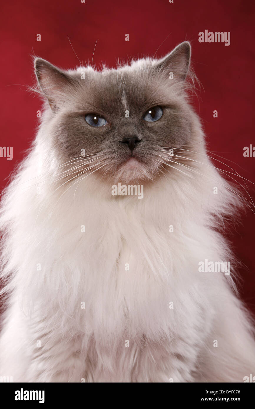 Red point ragdoll hi-res stock photography and images - Alamy