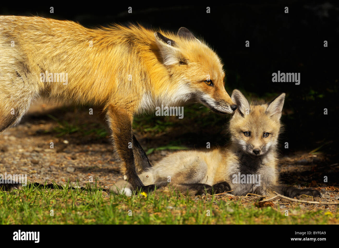 Red Fox mother whispers secrets to her baby. Stock Photo