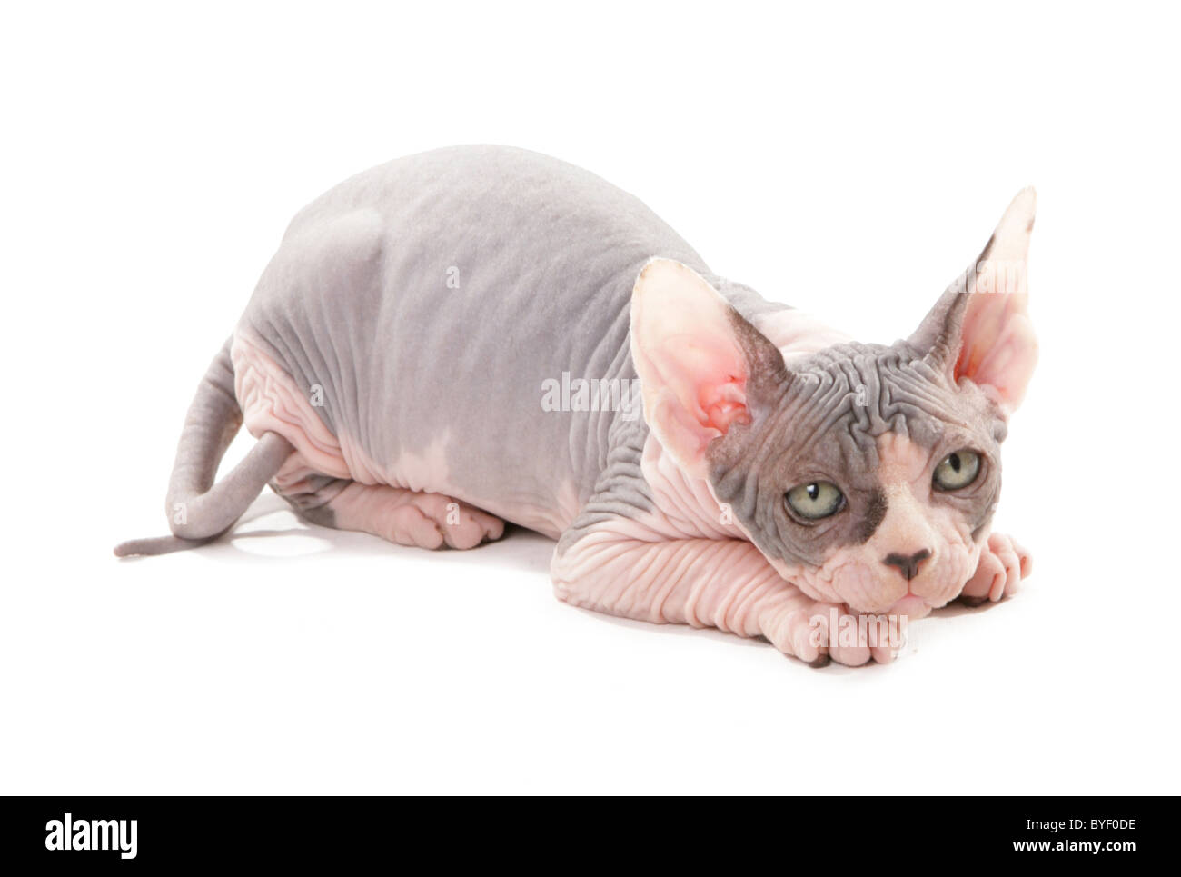 Sphinx Kitten High Resolution Stock Photography And Images Alamy