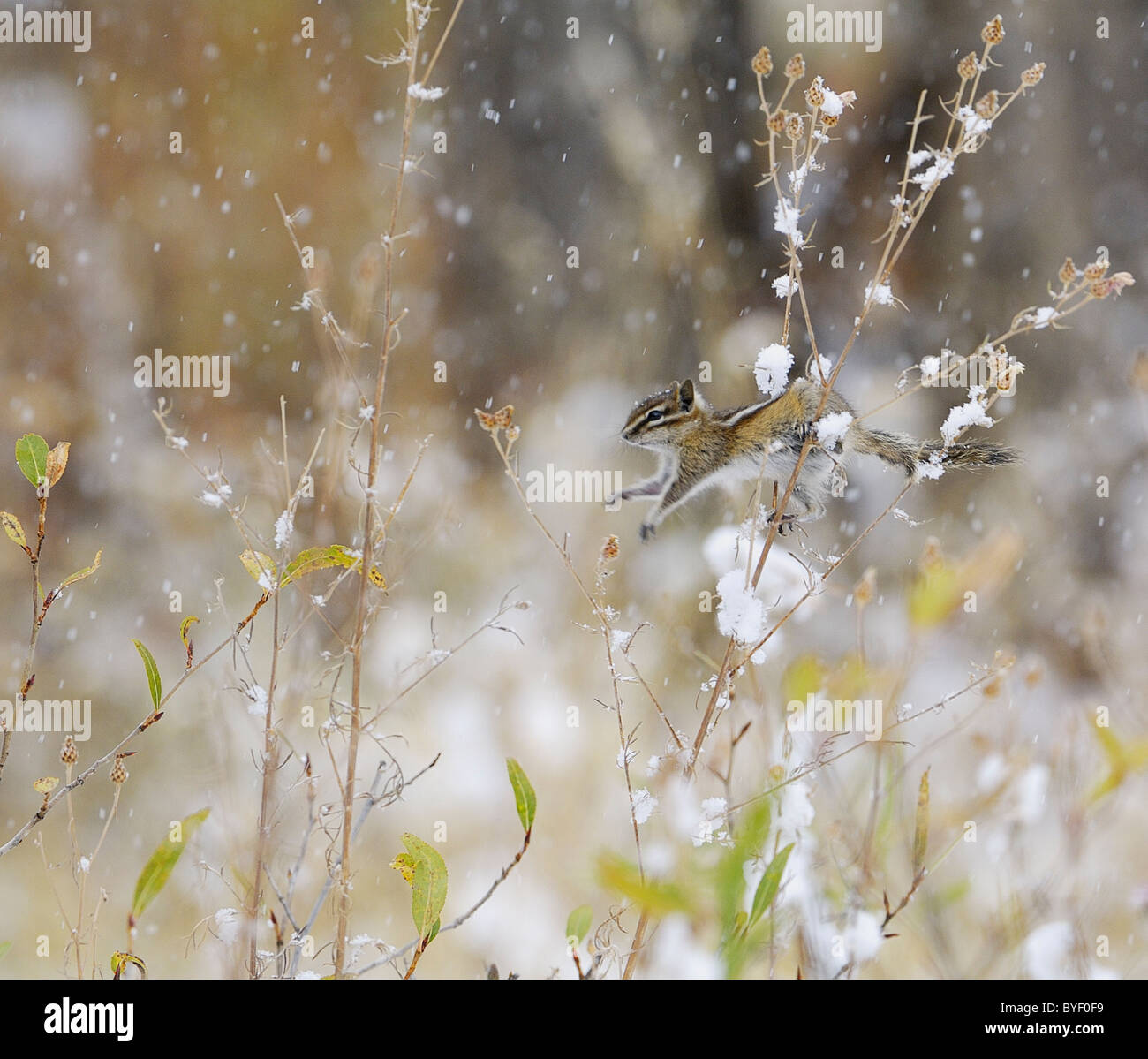 Least Chipmunk jumping stalks in low bushes during snowstorm. Stock Photo