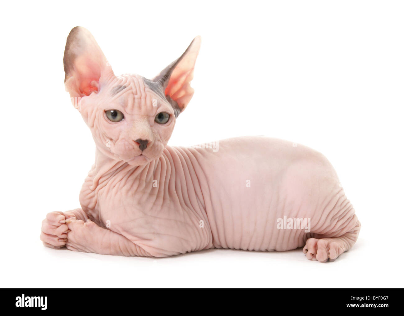Sphynx Cat Kitten Sitting High Resolution Stock Photography And Images Alamy Sphynx Cat Kitten Sitting High Resolution Stock Photography And Images Alamy