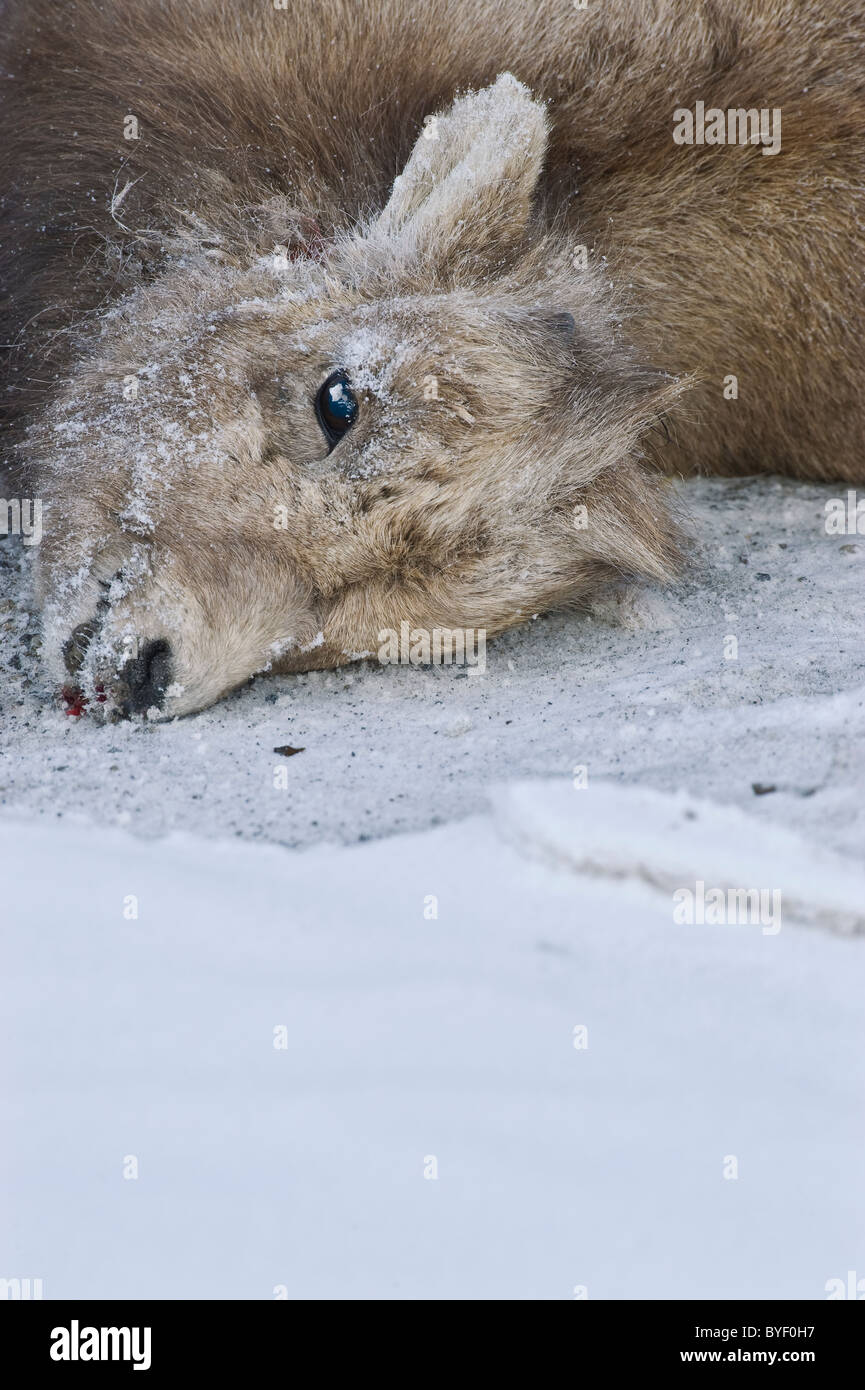 A dead Bighorn Sheep baby killed by a coyote Stock Photo