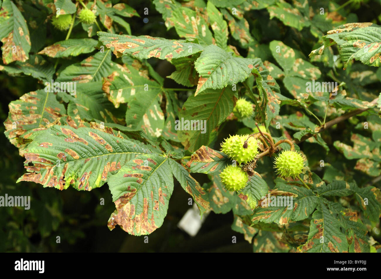 Horse chestnut tree damaged by moth caterpillars Stock Photo