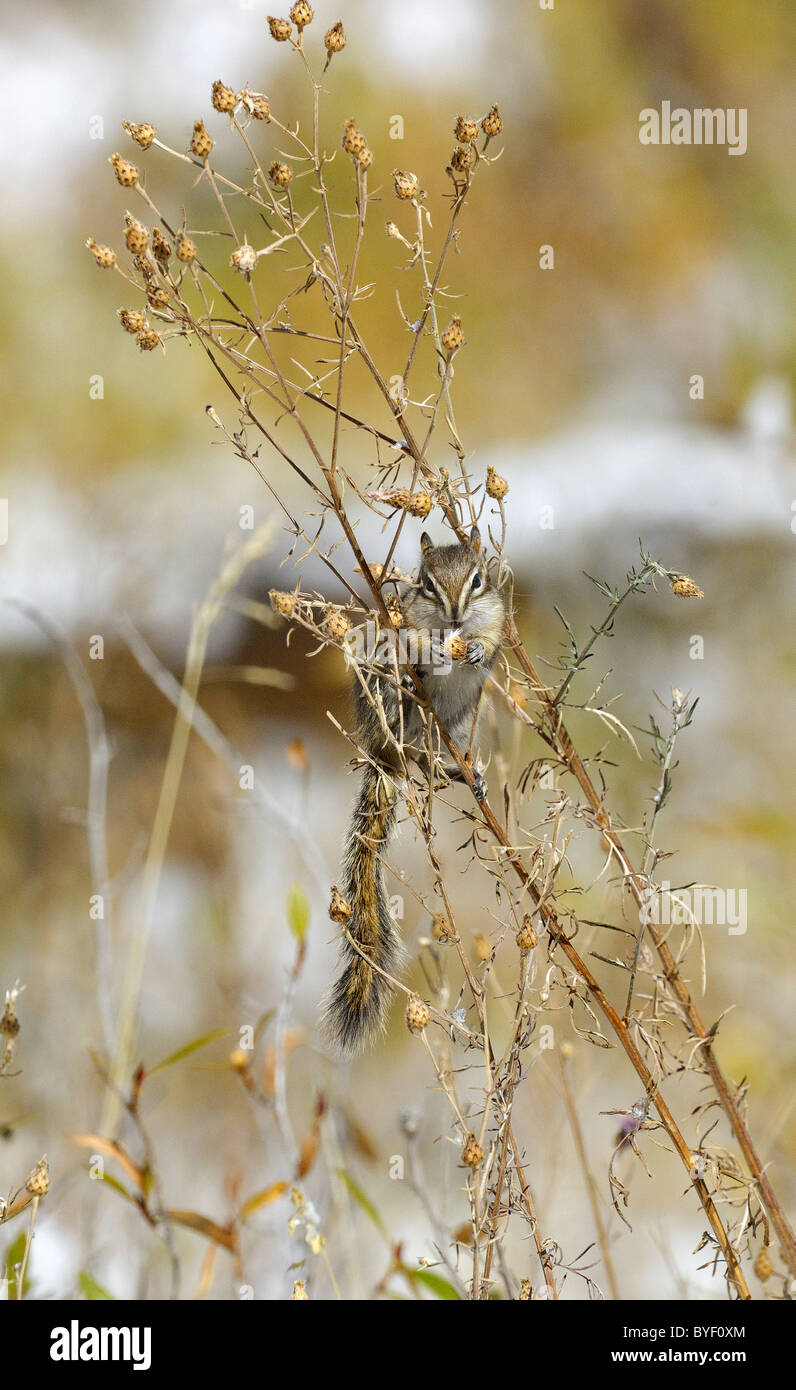 Least Chipmunk feeding on seeds in low bushes after snowstorm. Stock Photo