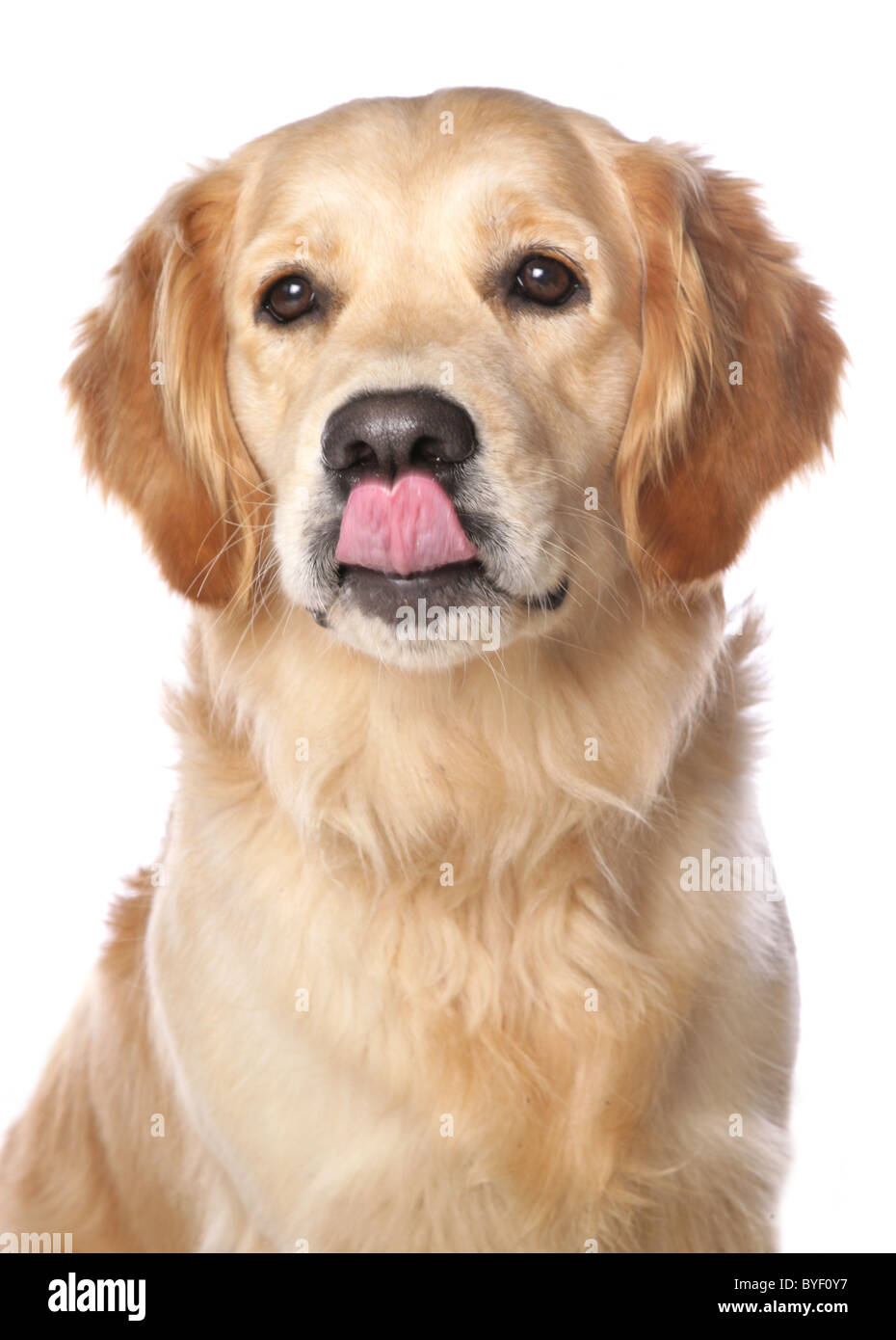 golden retriever poking tongue out licking nose head shot studio Stock Photo