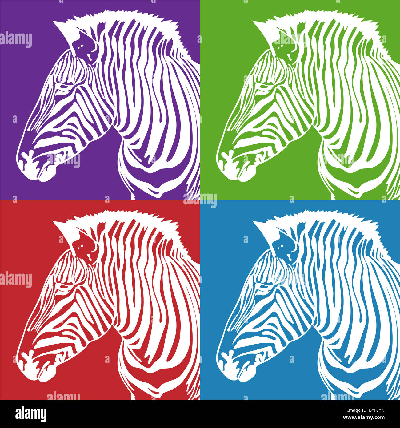 Zebra in white ink on four colored squares. Stock Photo