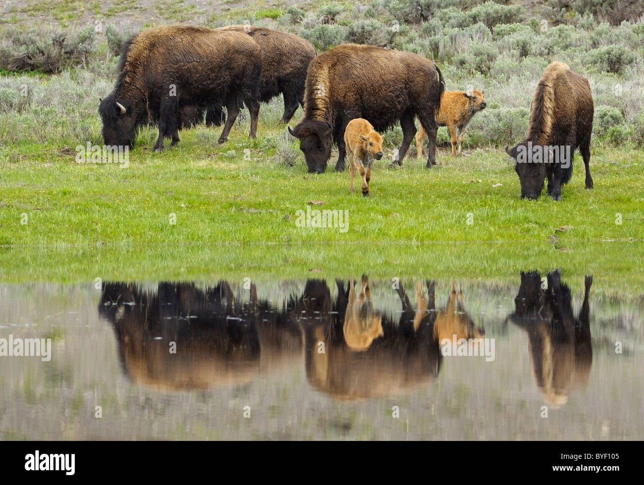 Buffalo mothers and babies reflected in spring snow melt. Stock Photo