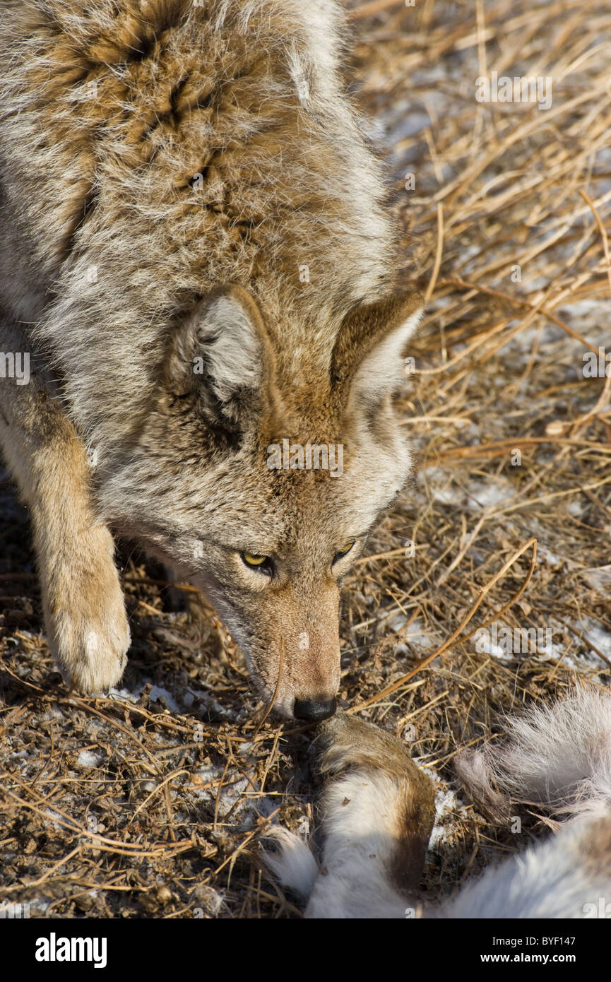 An adult coyote smelling the body of a baby sheep that he has just killed. Stock Photo