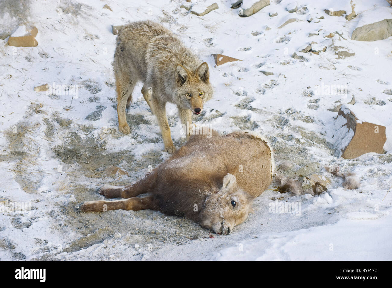 An adult coyote standing guard over a dead baby sheep Stock Photo