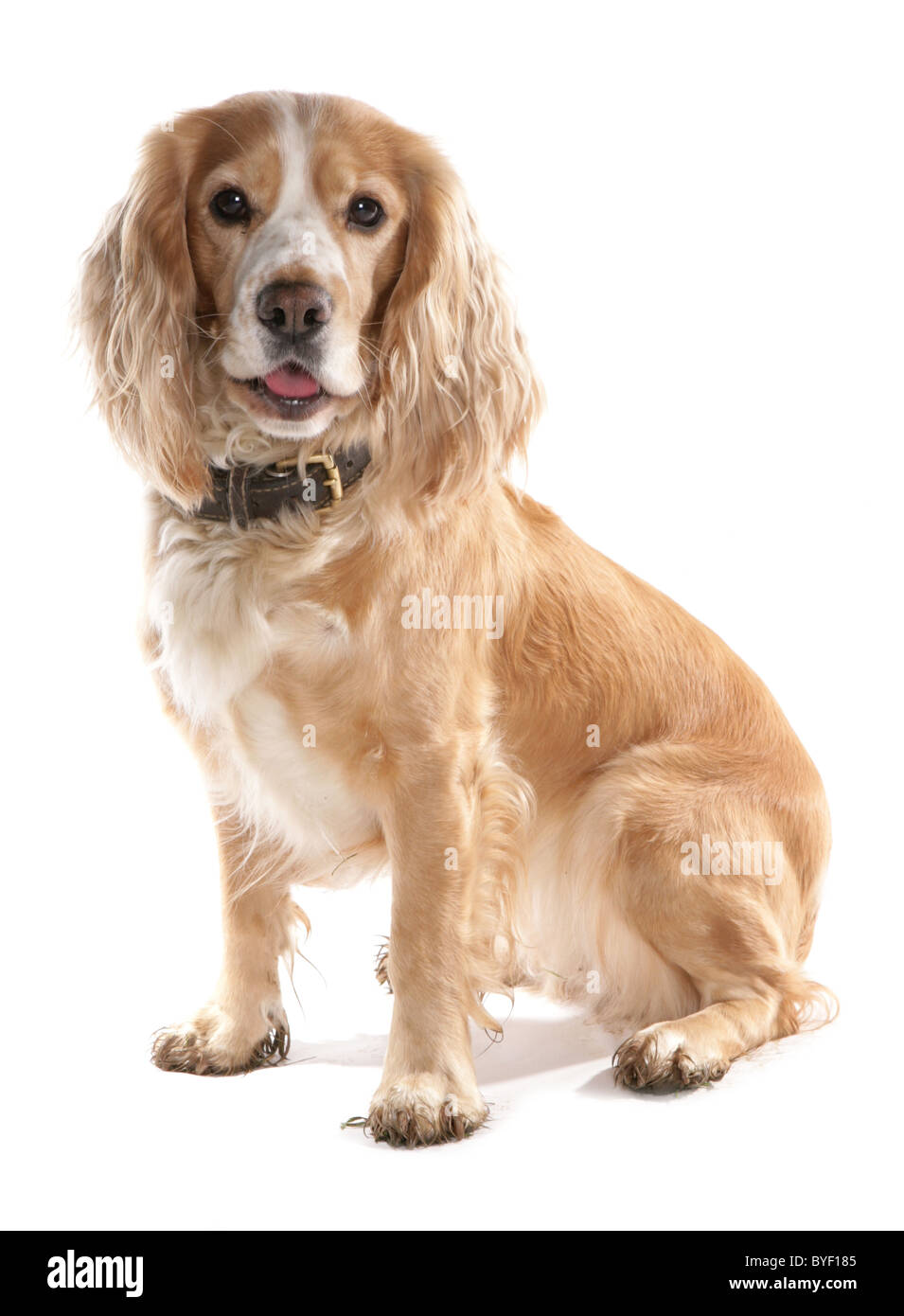 Blonde boykin sale spaniel