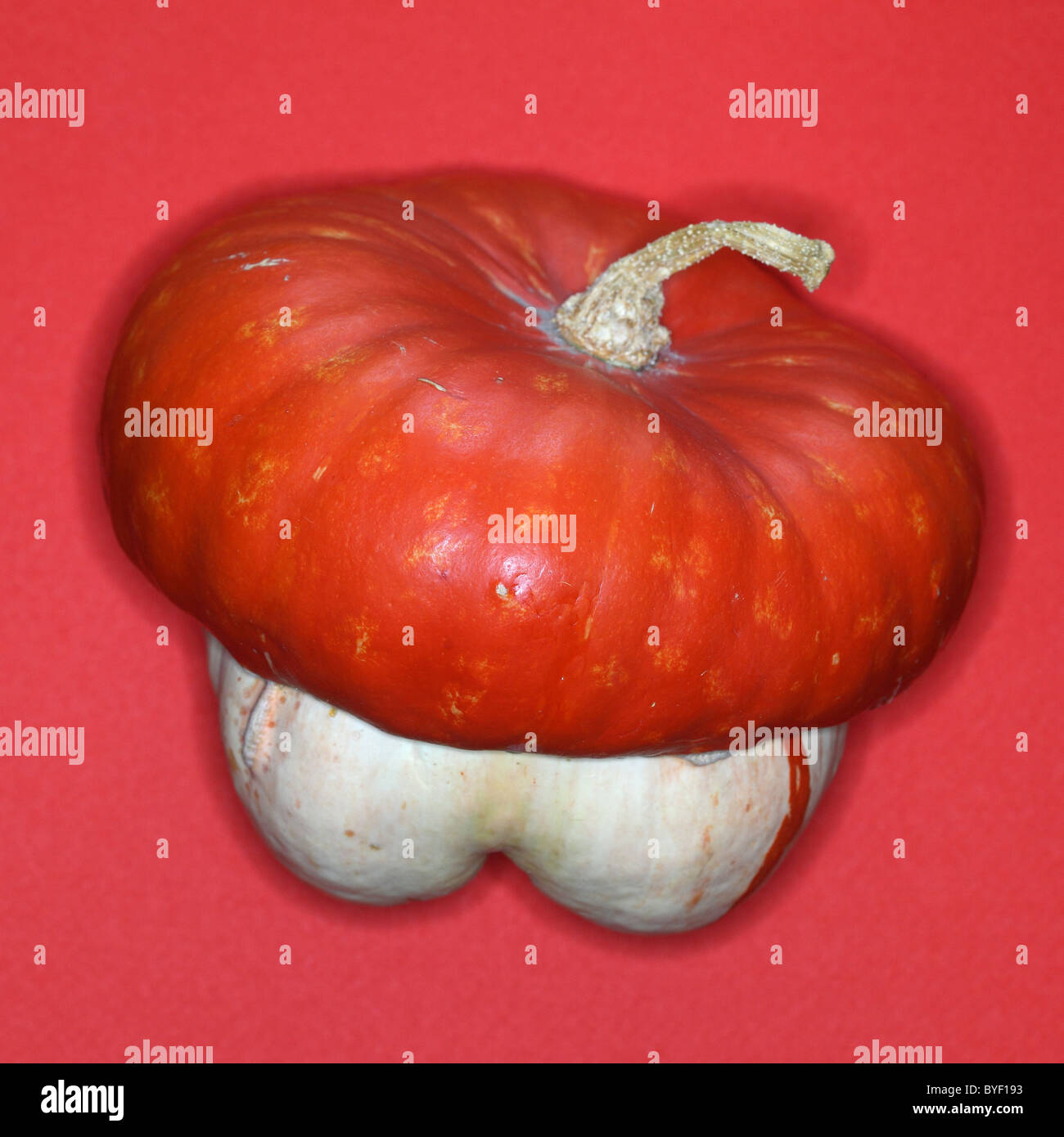 Whole decorative pumpkin squash Stock Photo Alamy
