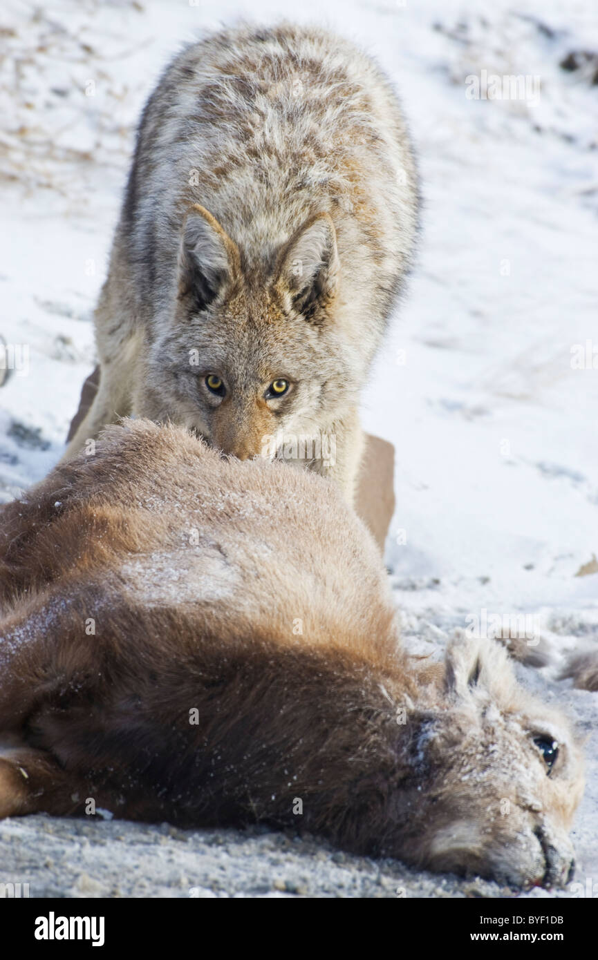 An image of an adult coyote feeding on the body of a dead baby Bighorn Sheep. Stock Photo