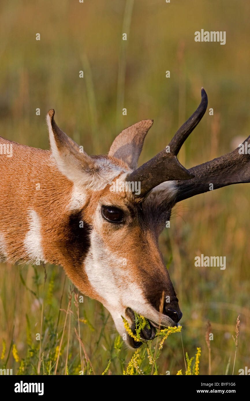 Pronghorn buck in summer afternoon in the Rocky Mountains Stock Photo