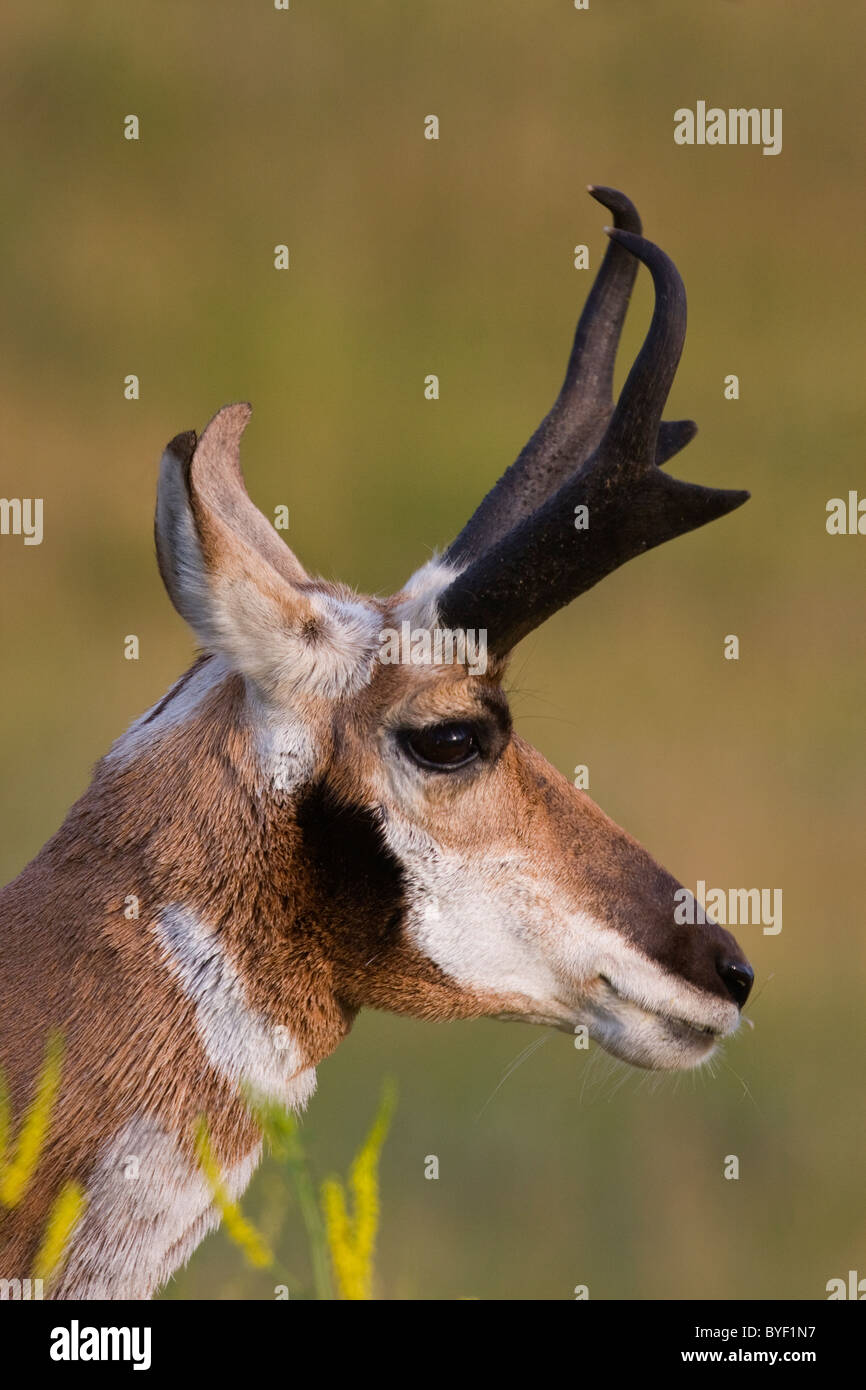 Pronghorn Buck on Summer Afternoon Stock Photo