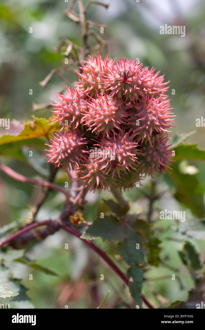 Photo of the castor oil plant fruit (Ricinus communis) Stock Photo