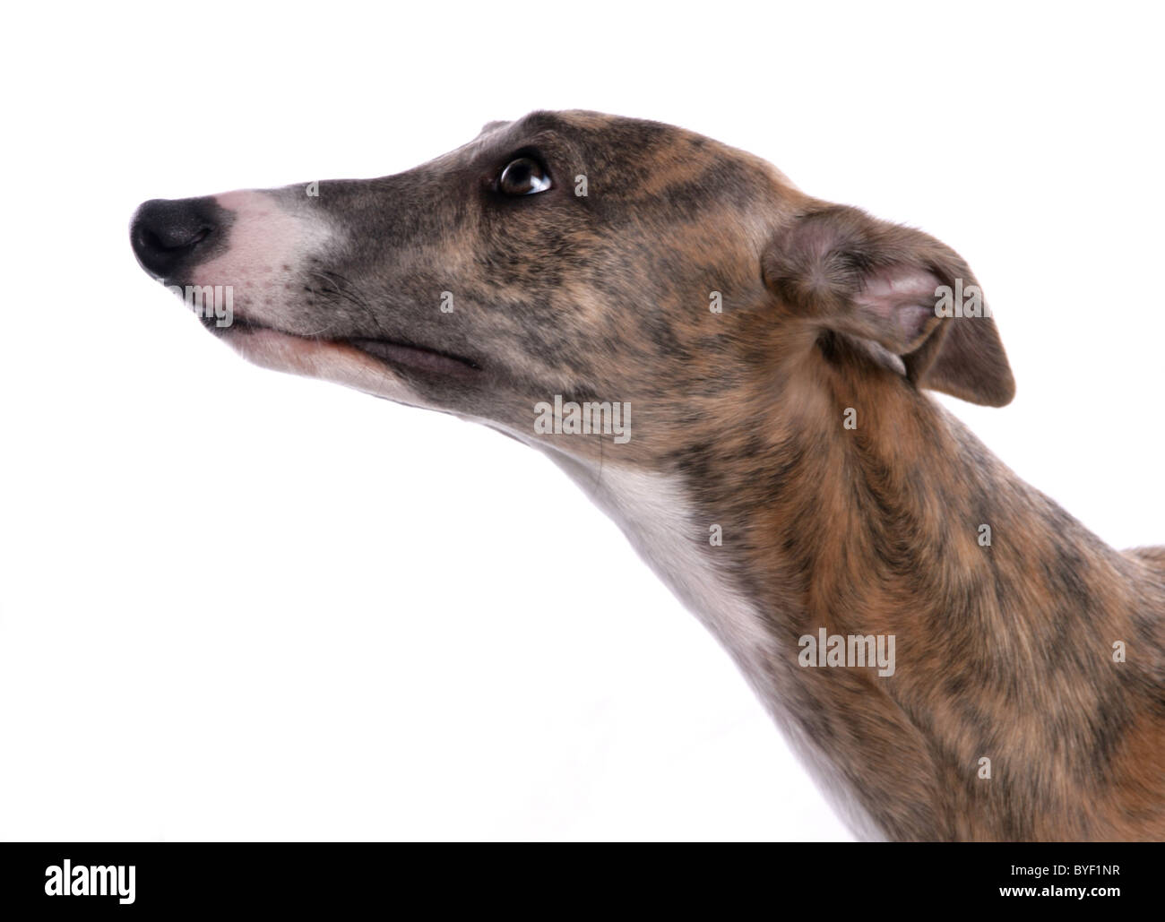 Brass Dog Head Walking Stick Handle - Greyhound / Whippet / Lurcher / Hound  
