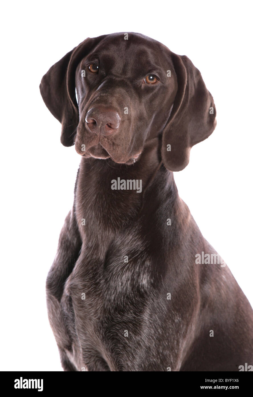 German Short-haired Pointer Dog Single Male Adult Head Portrait Studio Stock Photo