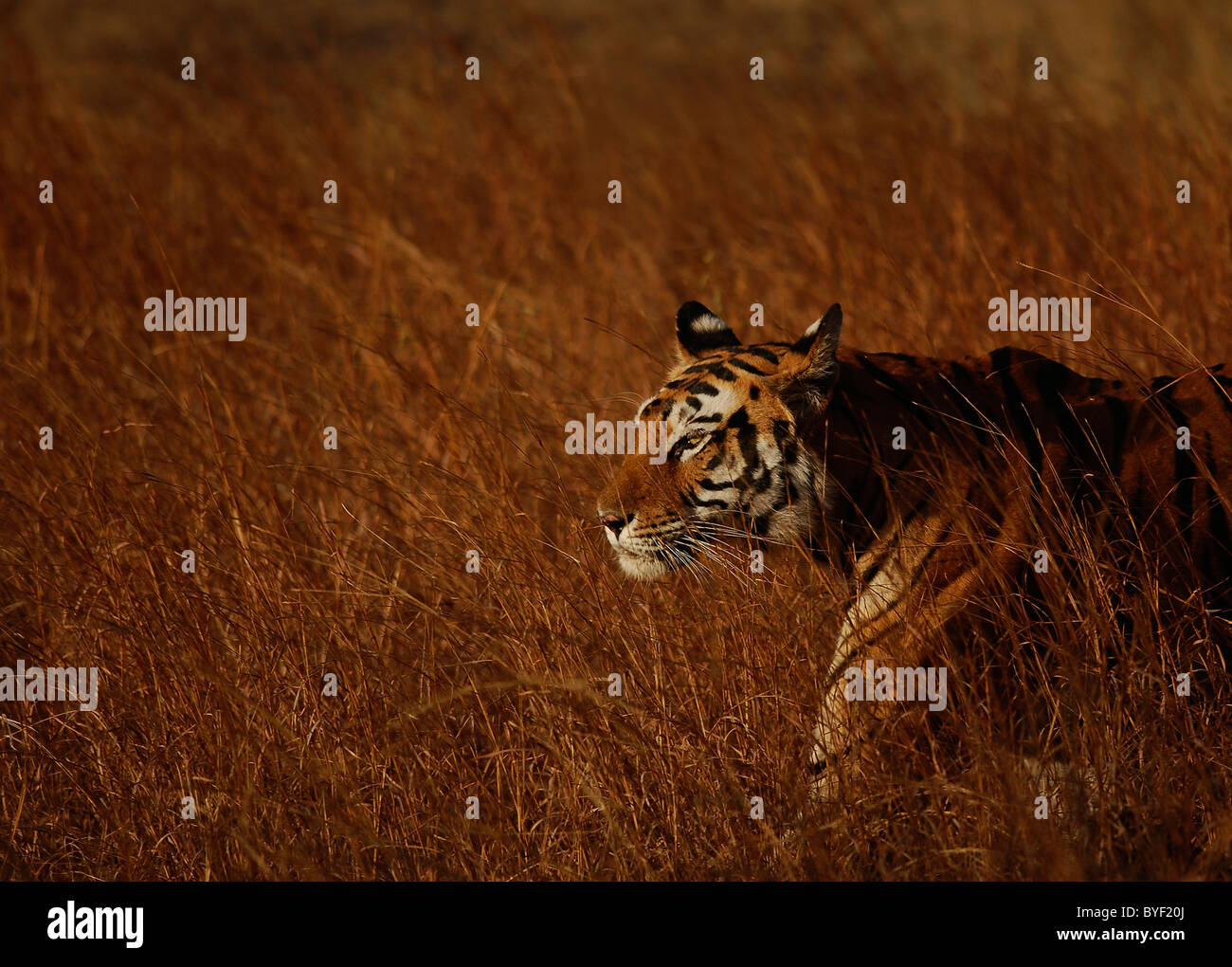 Adult female Bengal Tiger walking through a meadow of dry grass in Bandhavgarh Tiger Reserve, India Stock Photo