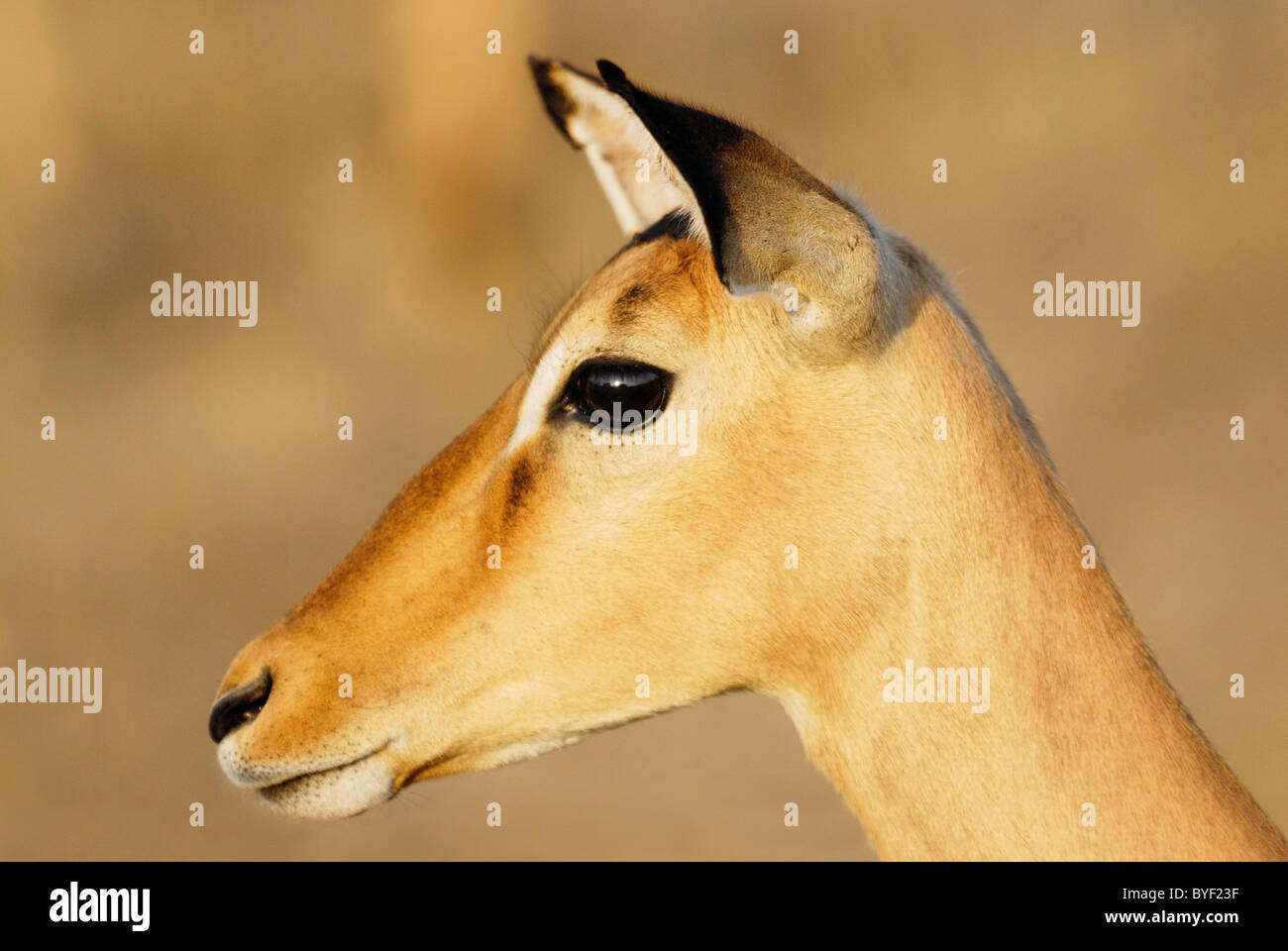 Female Impala in Kruger National Park, South Africa Stock Photo