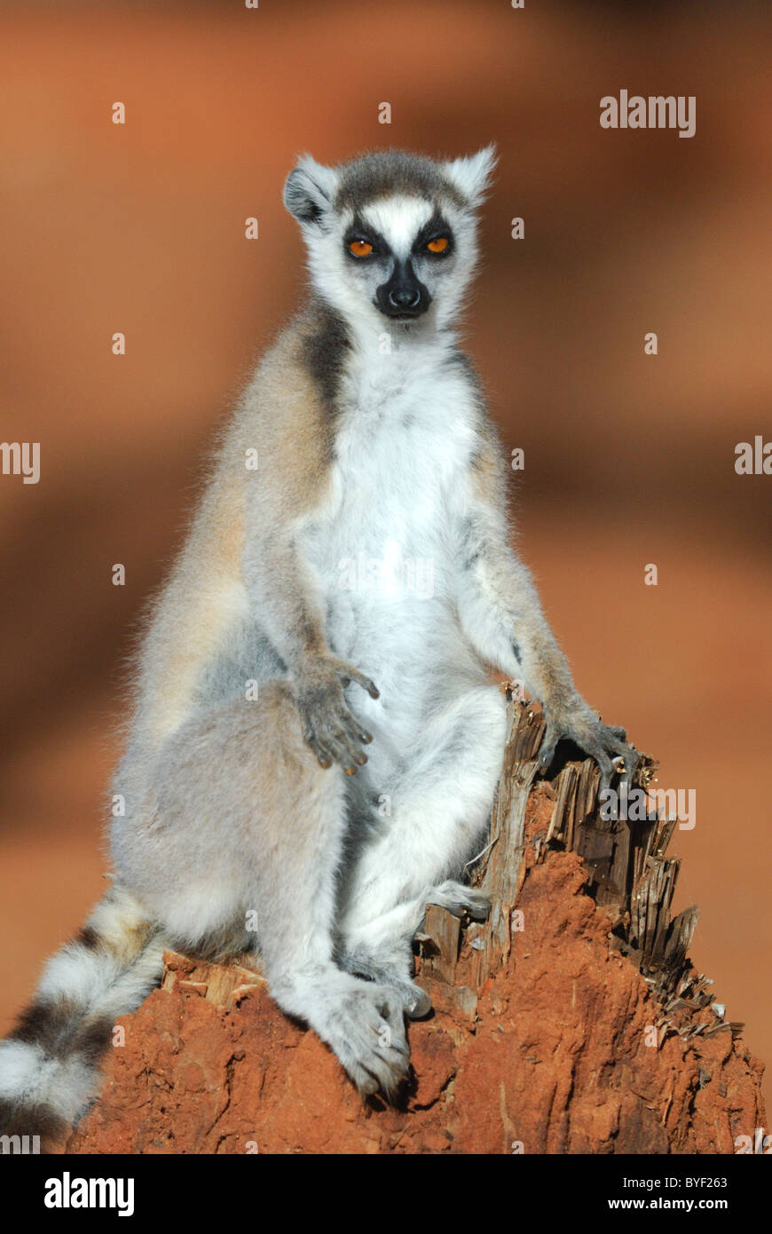 Ring-tailed Lemur (Lemur catta) sunbathing in the Berenty Reserve, Madagascar Stock Photo
