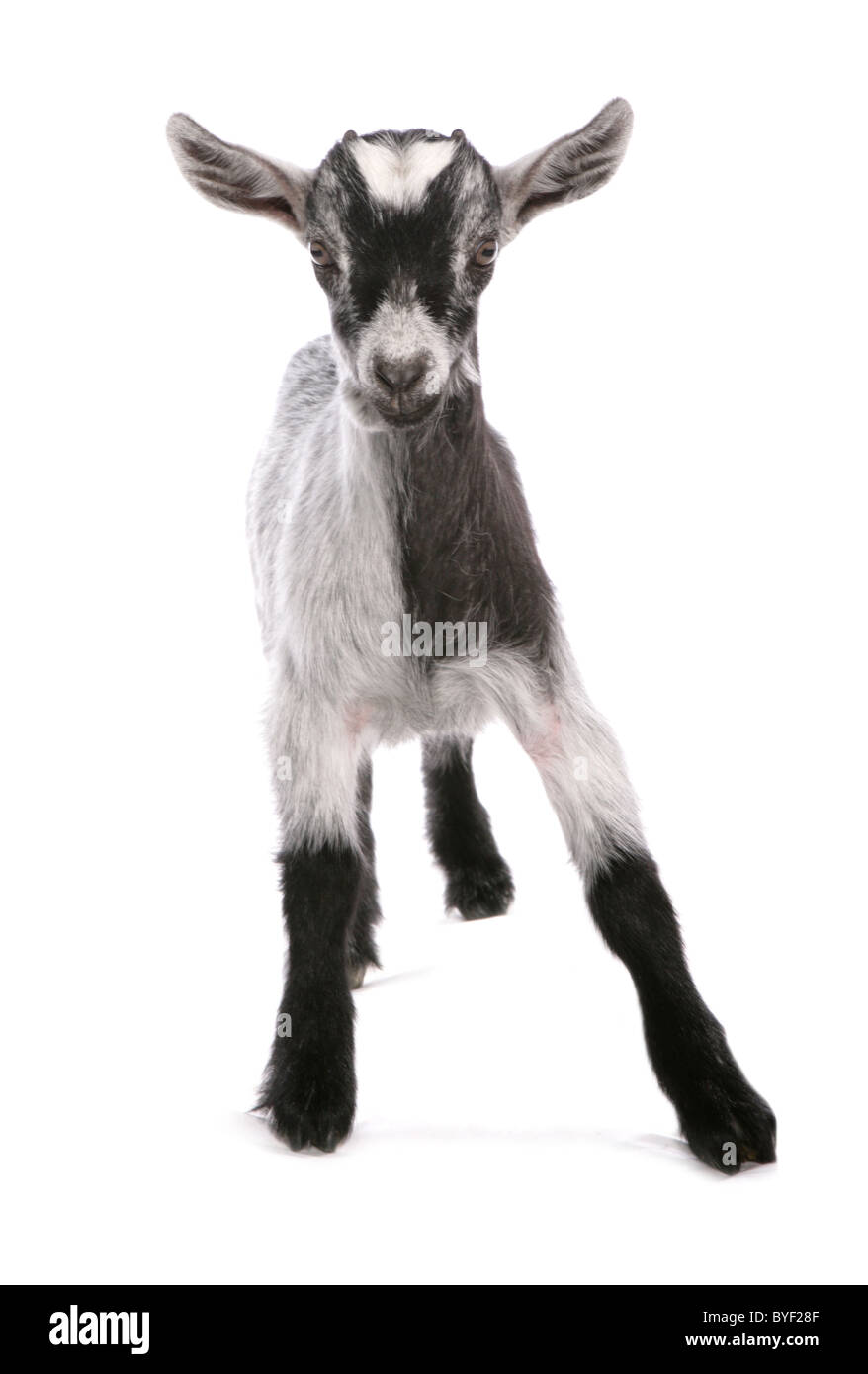 pigmy goat standing studio Stock Photo