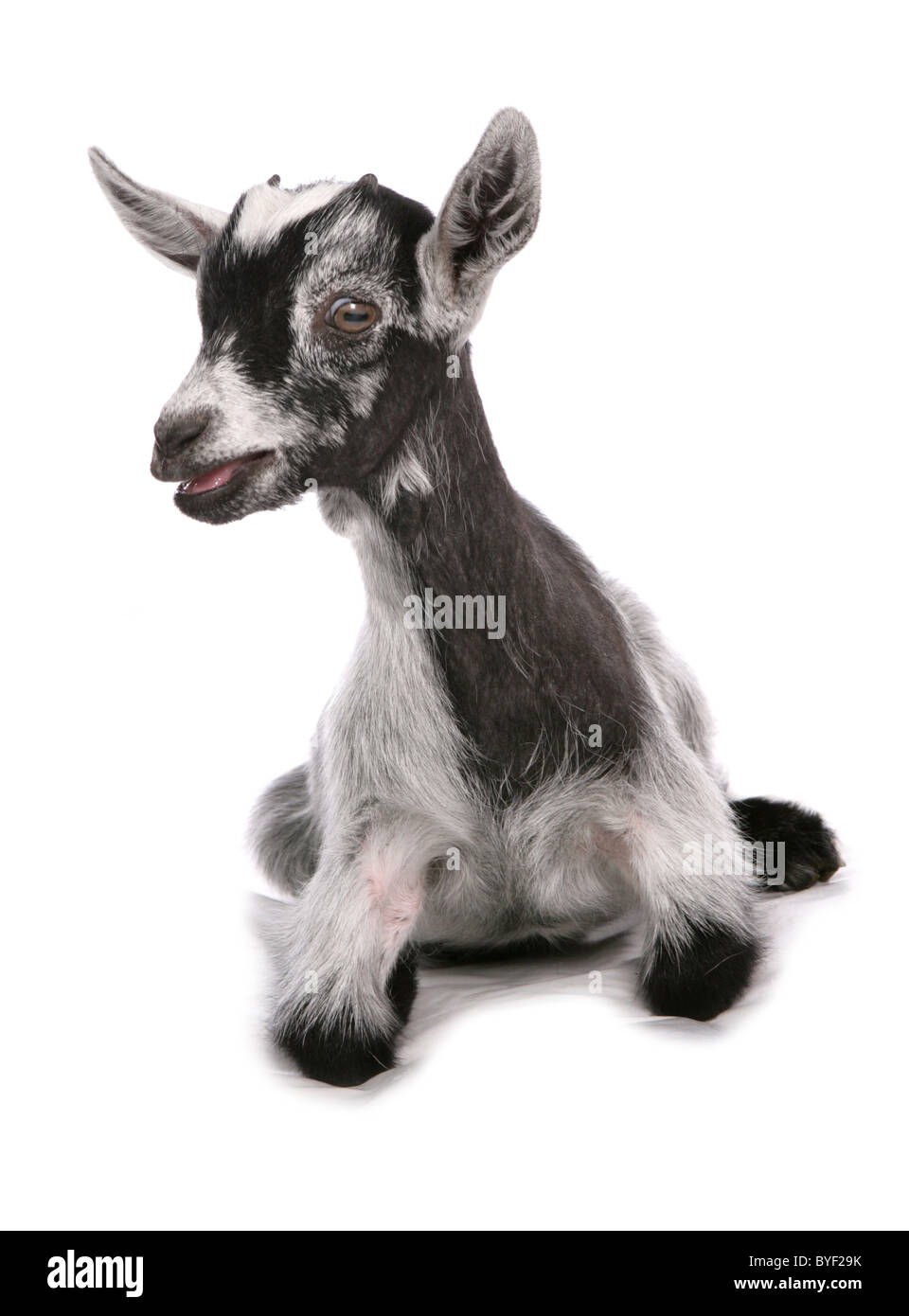 pigmy goat laying studio Stock Photo