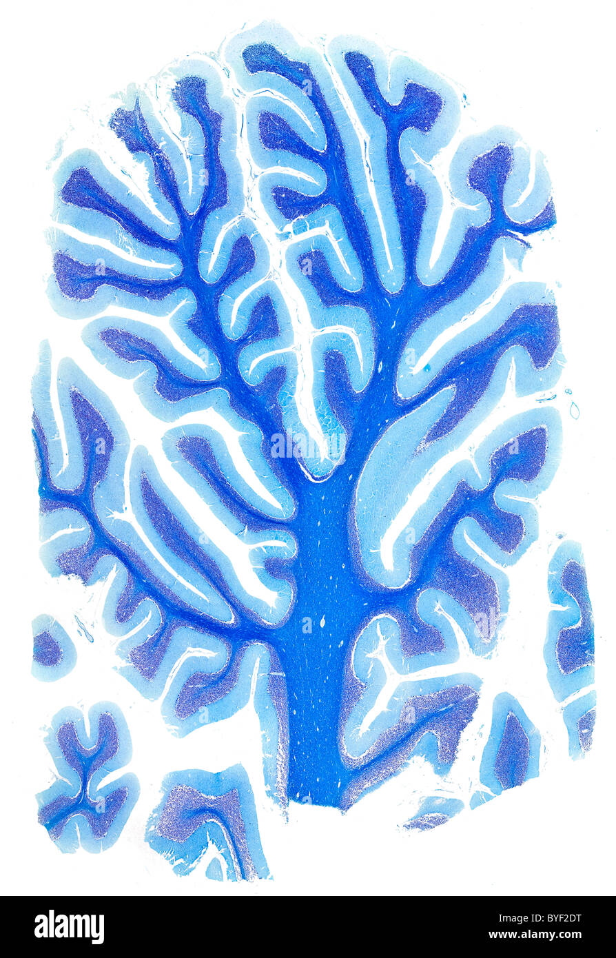 Brightfield photomicrograph human brain cerebellum section Stock Photo