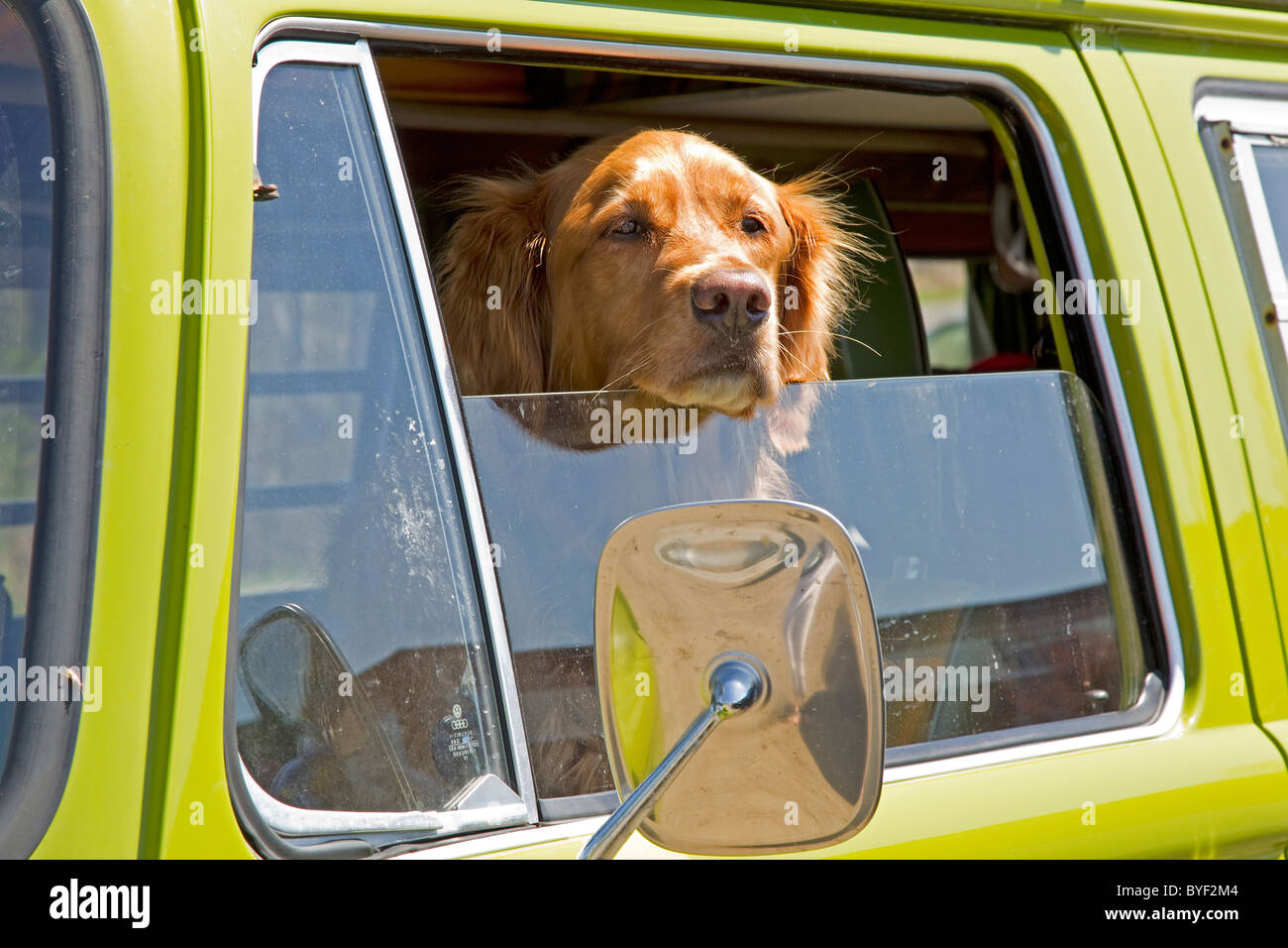 Golden retriever dog in green van, in car, in passenger seat of vehicle