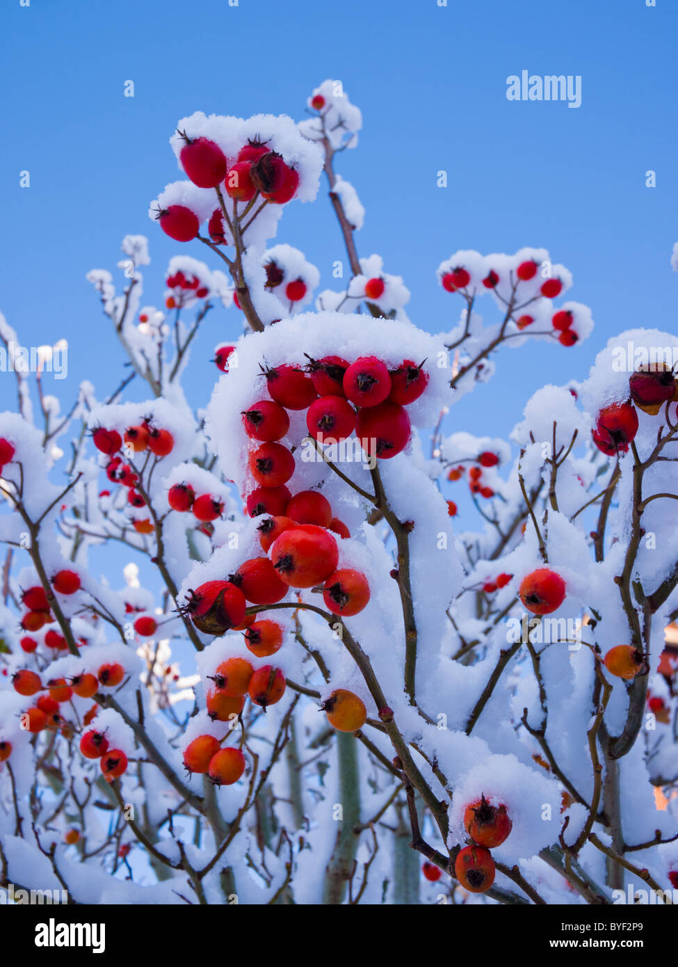 Winter berries sky hi-res stock photography and images - Alamy