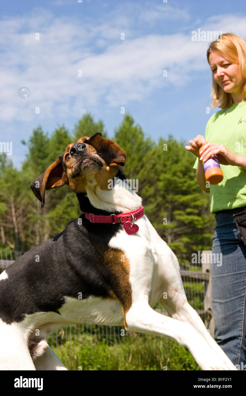 Hound dog chasing bubbles blown by female owner, funny animal Stock
