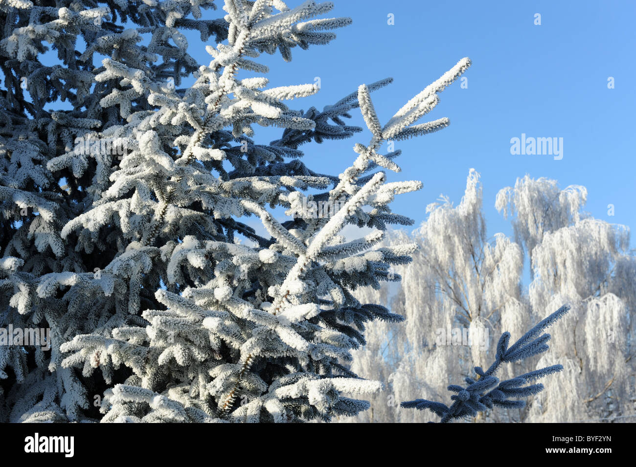 Fir tree covered in hoar frost Stock Photo - Alamy