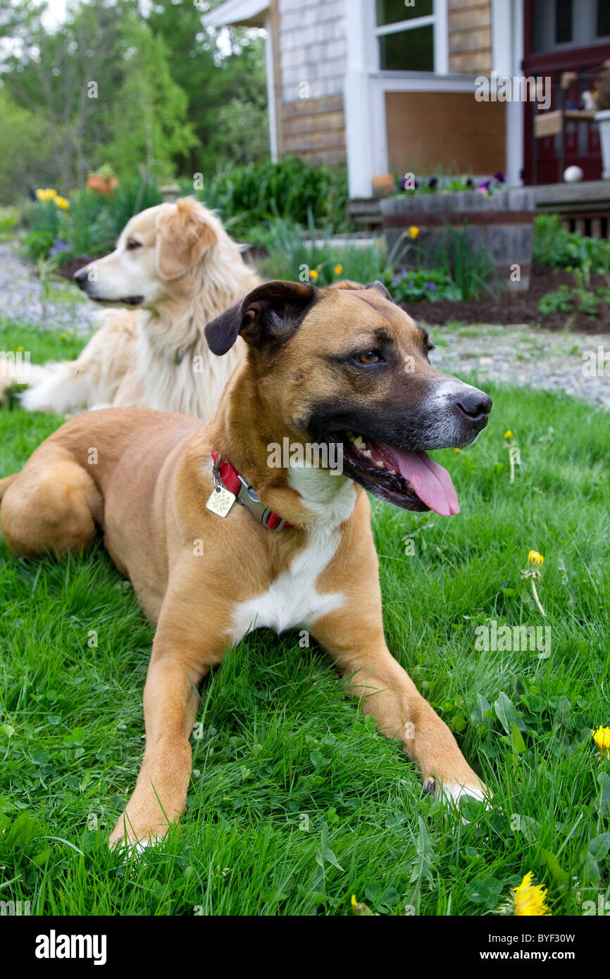 Two dogs, boxer mix and golden retriever, laying down in grass outside in summer Stock Photo