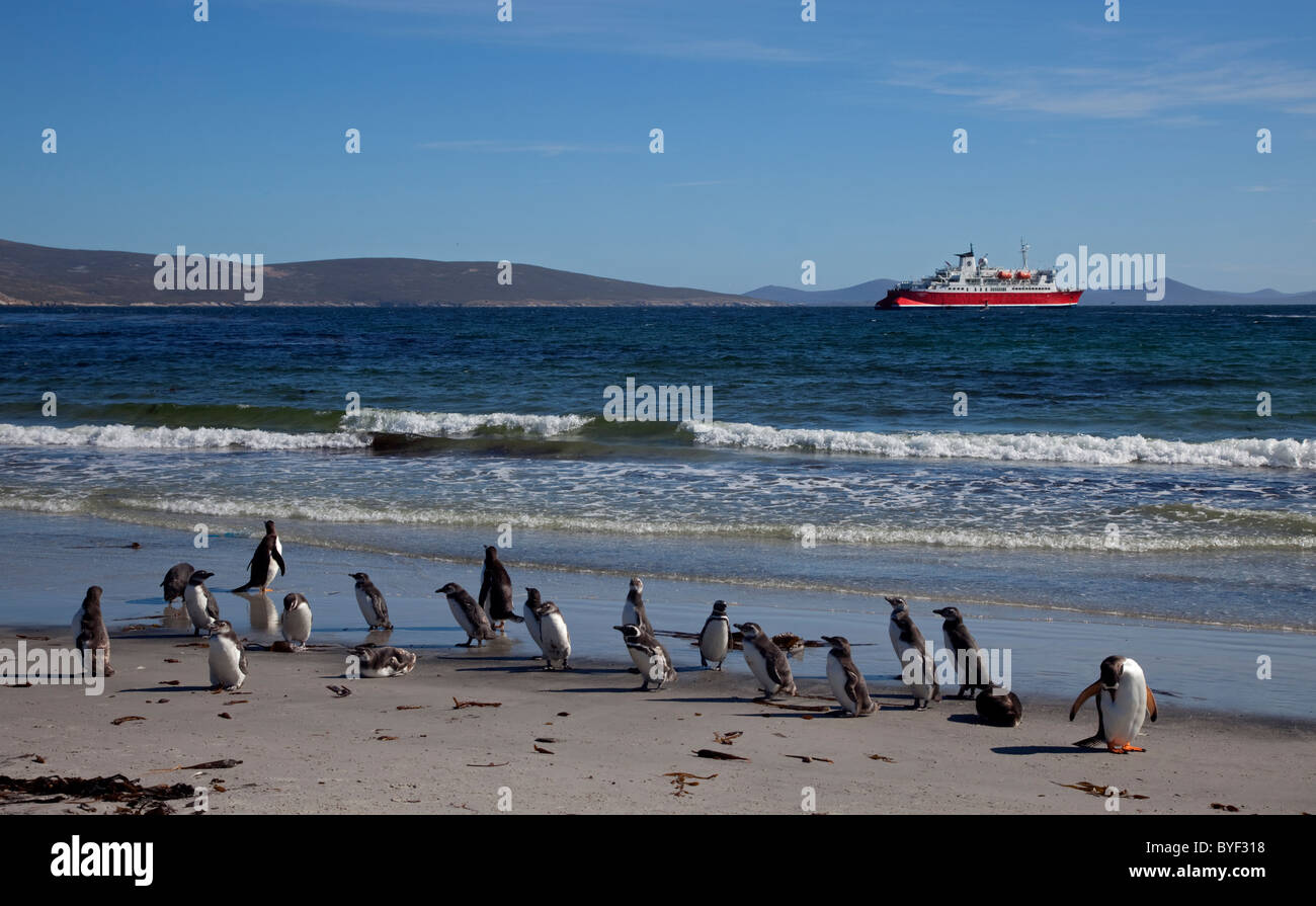 Gentoo Penguins (pygoscelis papua) on the beach with the MS Expedition in the distance, Saunders Island, the Falklands Stock Photo