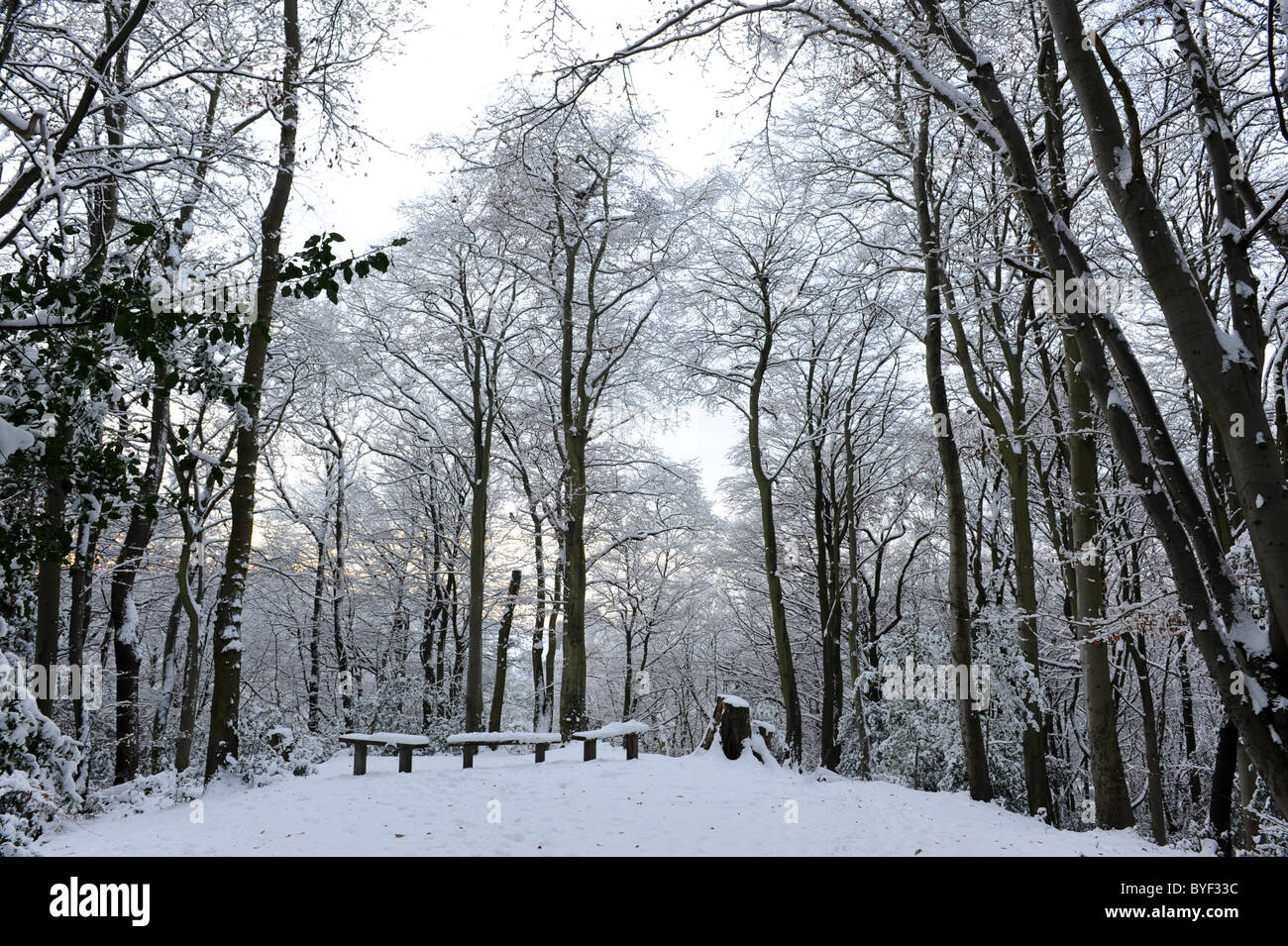 Woodland trees in winter snow and hoar frost in Shropshire Stock Photo