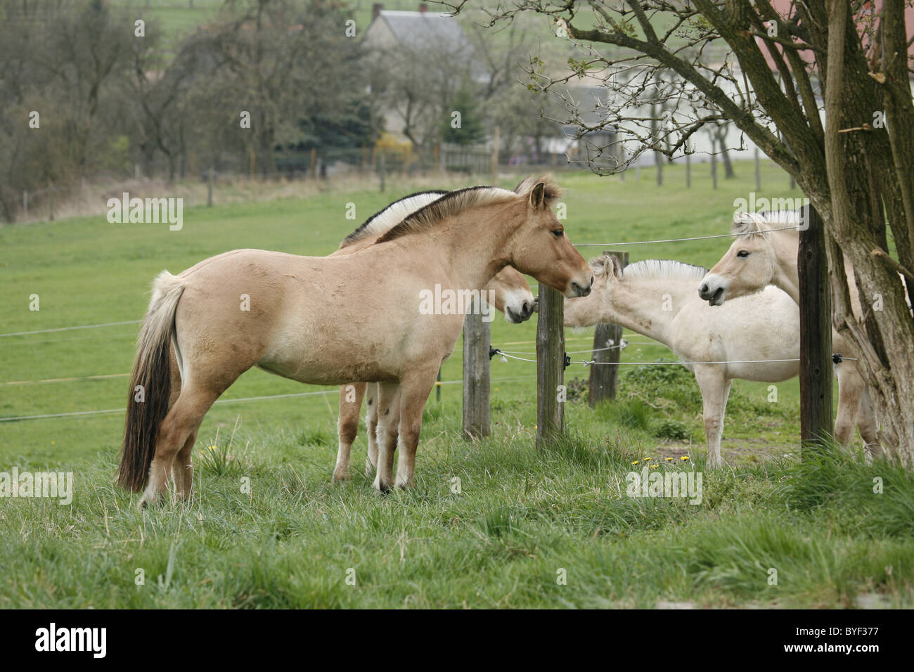 Pferde am Zaun Stock Photo