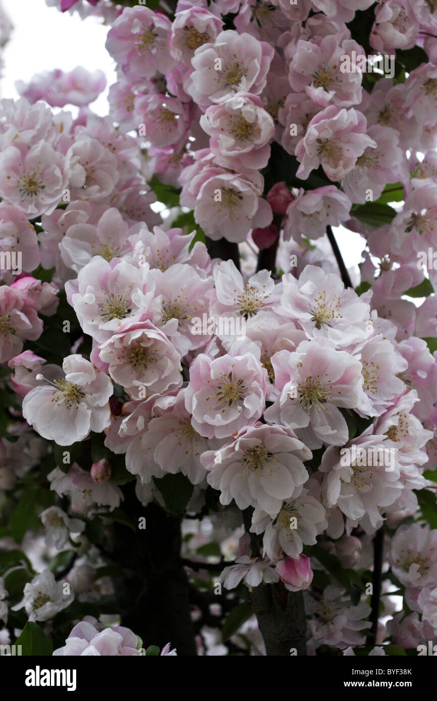 Springtime apple blossoms after what was a harsh winter. Stock Photo