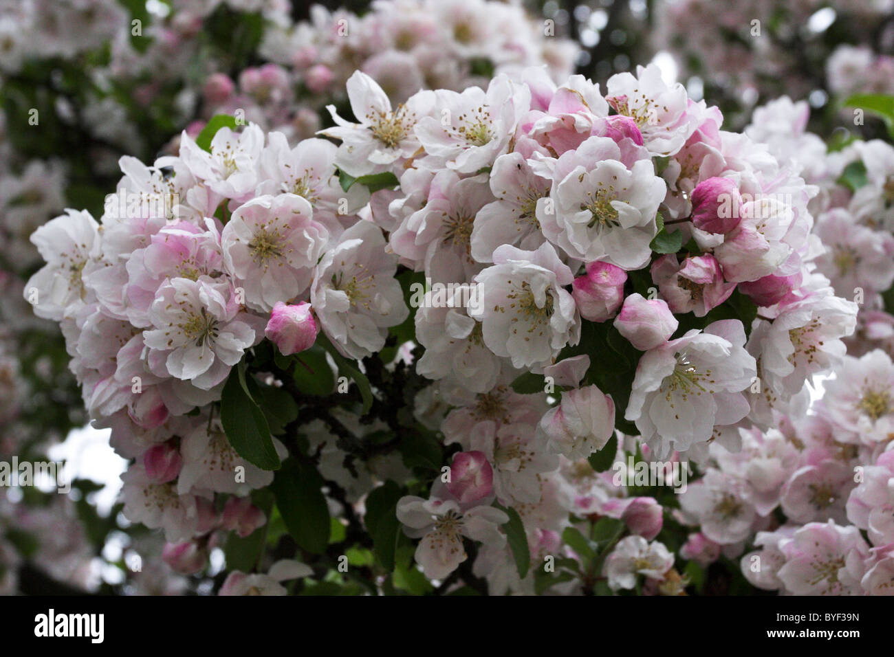 Springtime apple blossoms after what was a harsh winter. Stock Photo