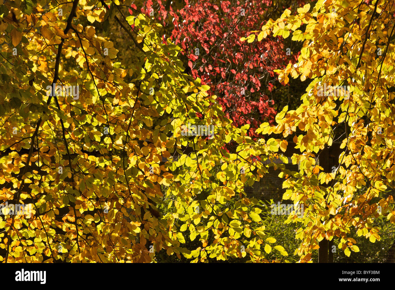 Autumn colours in Beale Park in Berkshire, England Stock Photo