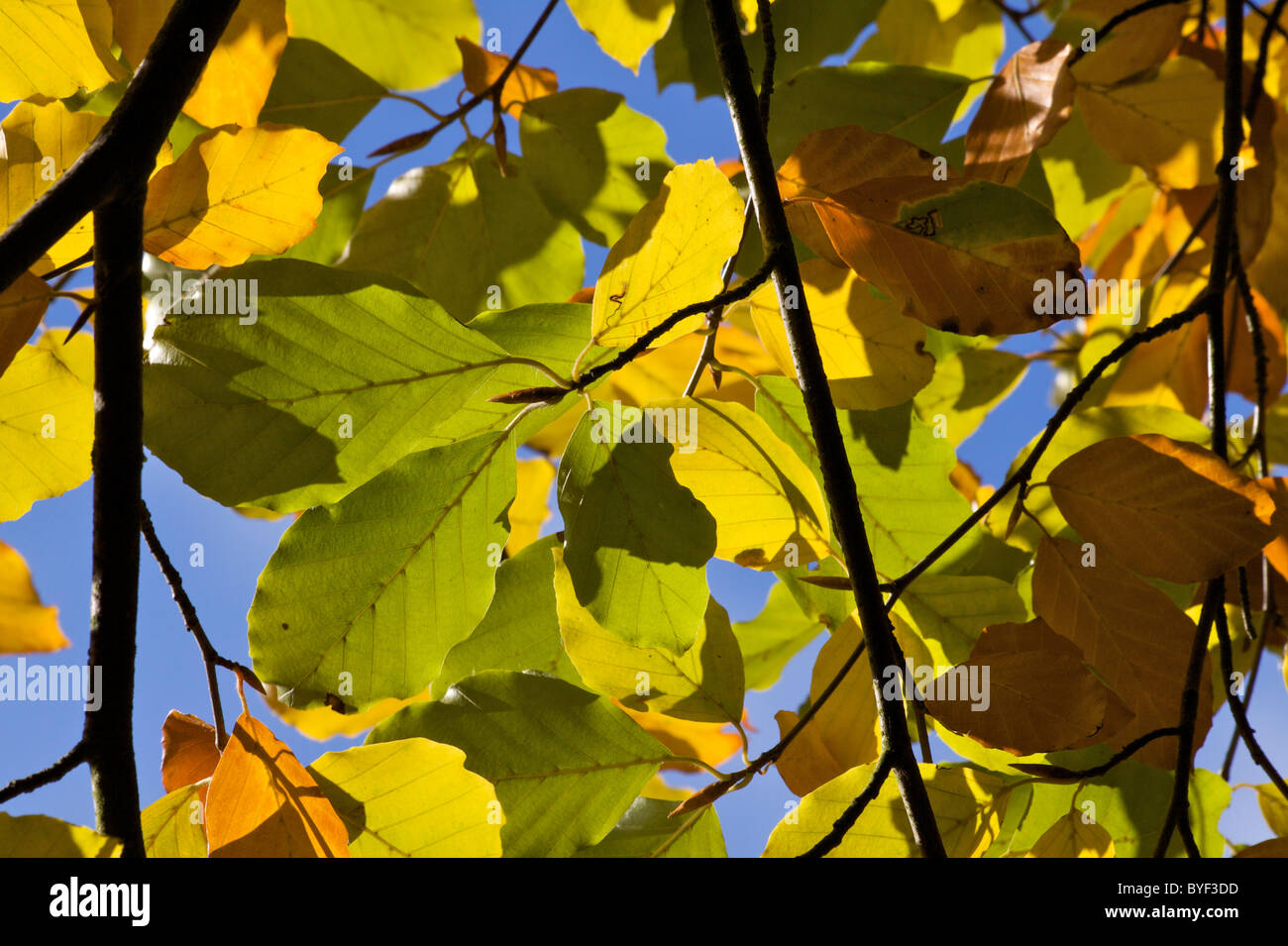 Autumn colours in Beale Park in Berkshire, England Stock Photo
