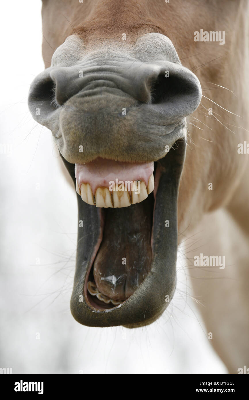 lachendes Pferd / laughing horse Stock Photo