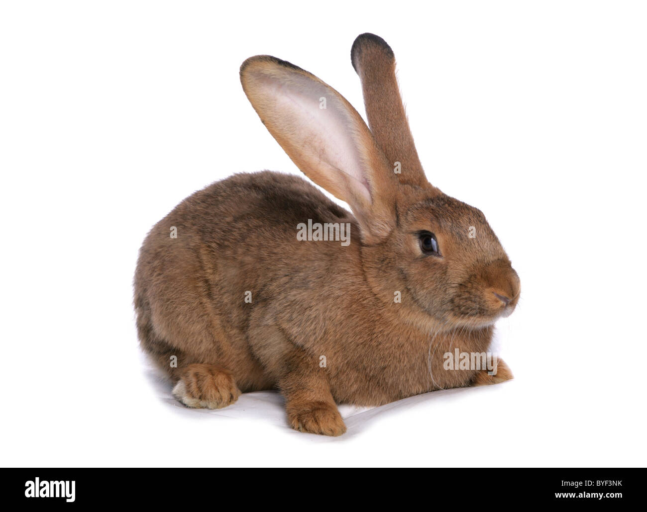 brown giant house rabbit studio Stock Photo