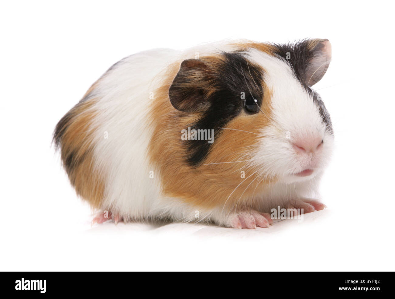 tri baby guinea pig standing studio Stock Photo