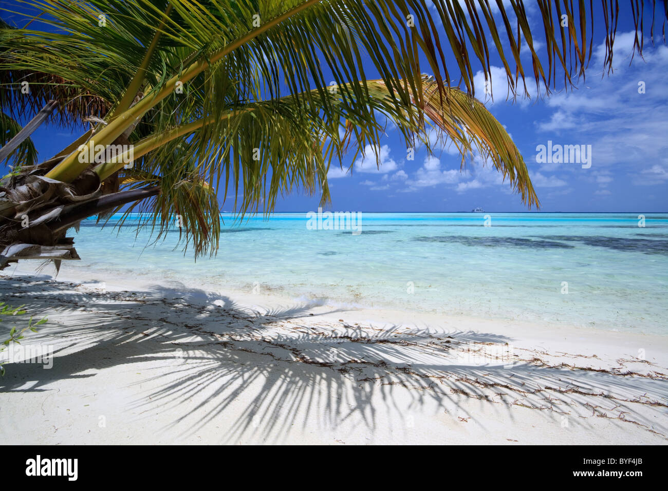 Palm tree and beach, Maldives Stock Photo Alamy