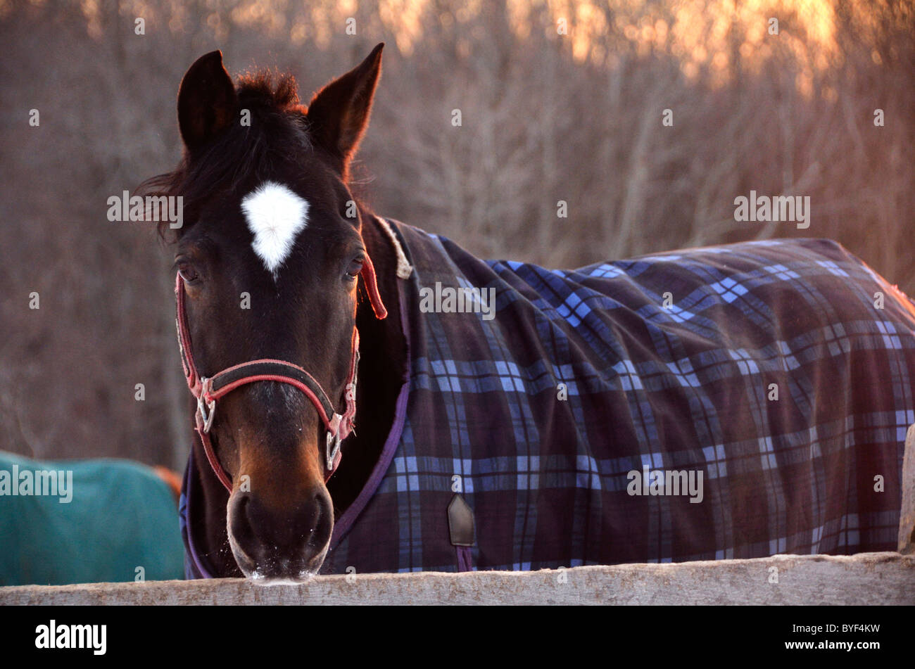 horse hires stock photography and images Alamy