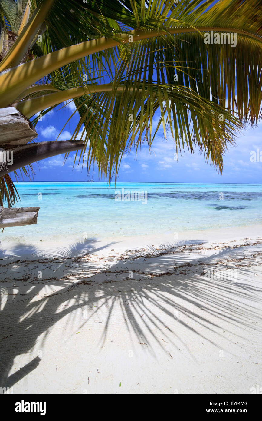 Palm tree and beach, Maldives Stock Photo Alamy